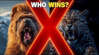 THE LION DOG SHOWDOWN  Tibetan Mastiff vs  Leopard Analysis