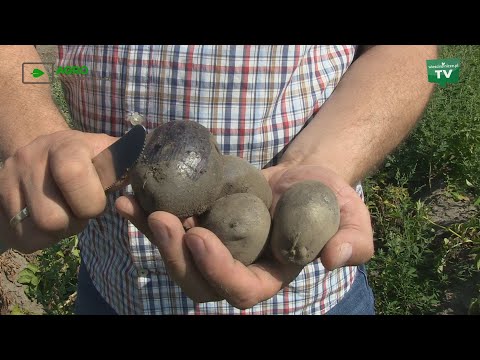 Wideo: Ziemniaki Fioletowe