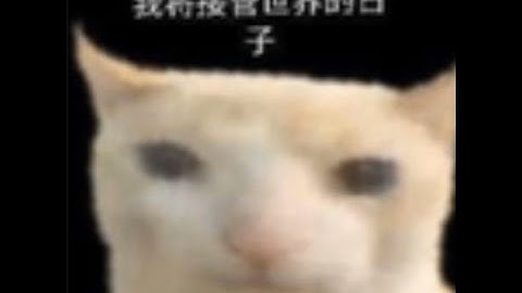 scuffed csgo cat edit