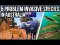 5 Problem Invasive Species In Australia