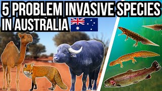 5 Problem Invasive Species In Australia