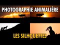 Comment russir des silhouettes en photographie animalire