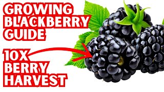 How To Grow Blackberries In Containers | Follow These Rules For The BIGGEST Harvest Ever!