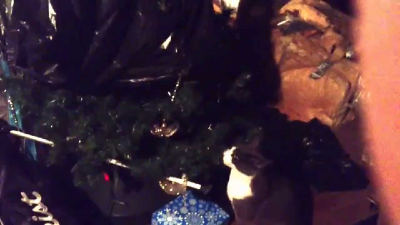 Crazy Cat In The Ceiling Then Eating A Fake Christmas Tree Then Getting Stuck In The Christmas Tree