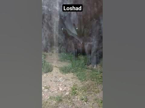 Loshad🐎 - YouTube