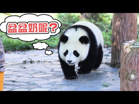 《熊貓早晚安》盆盆奶的誘惑 | iPanda熊貓頻道