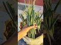 Let's talk about onion🧅/ #shorts #ytshorts #garden #onion #gardening