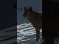 Gray Wolves: Characteristics and Behavior