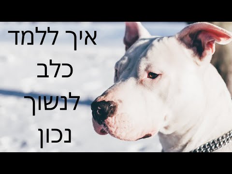 איך ללמד כלב לנשוך ? ! | איך לאלף גור לנשוך | אילוף כלבים | איך לאלף גור ? | טל שלוש מאלף כלבים בכיר