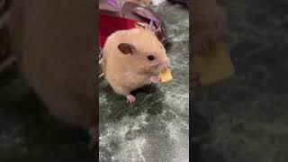 Хомячит 🐹