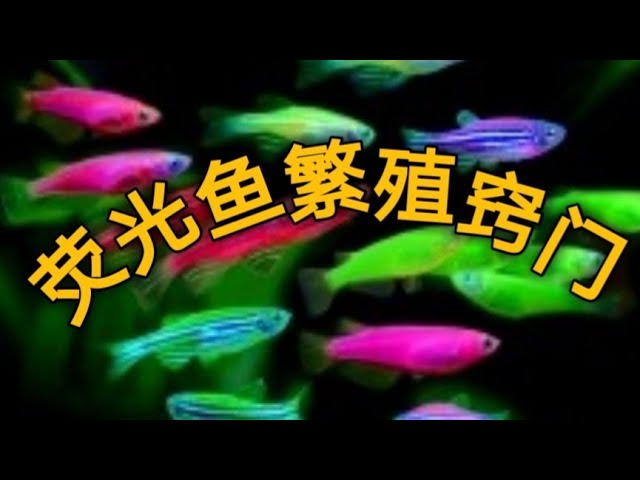 最美荧光鱼有效繁殖秘法 Youtube