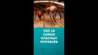 Топ 10 Самых Опасных Муравьёв #Шортс #Муравьи #Насекомые #Интересное #Топ10 #Shorts #Комарик