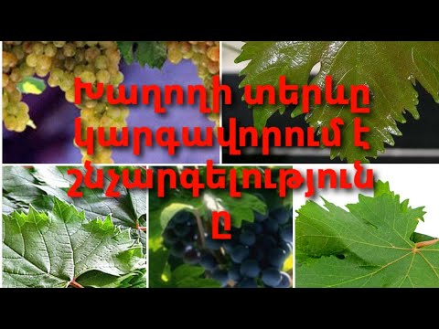 Video: Խաղողը հատապտուղ է, թե պտուղ: 10 լուսանկար Հարցի պատասխանը ծառ է կամ թուփ: Ինչ տեսք ունի խաղողի թուփը և ինչ է դա: