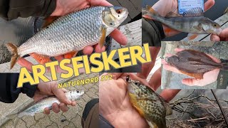 ARTSFISKERI - JAGTER DE 50 ARTER!!! // NATURNØRD 592