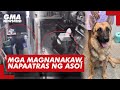 Mga magnanakaw napaatras ng aso  gma news feed