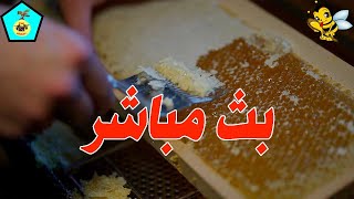 تعلم تربية النحل