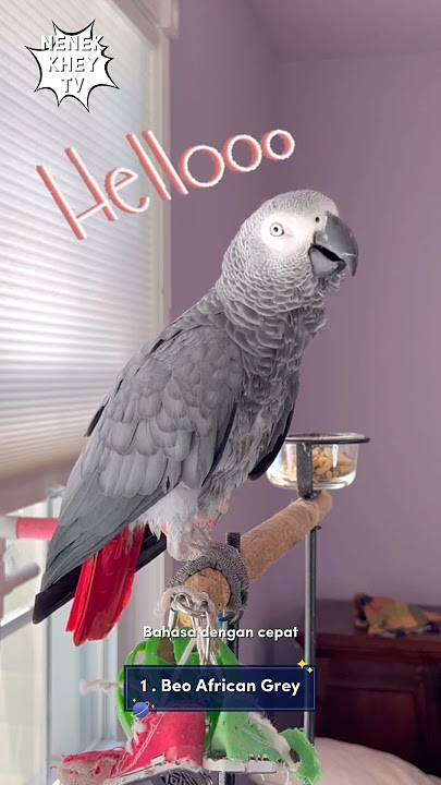 Tiga Burung Pintar di Duia❗😳 menakjubkan sekali 🐦