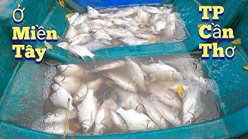 #698. Thả Lưới 3 Màn TRÚNG MÁNH Cá Mè Vinh Thấy Mê. Drop nets in the west HIT THE MAGIC, I