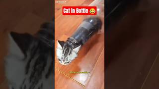 Flexible Cat Like Liquid