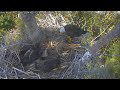 Talking about captiva eaglet lusas passing livestream recording