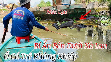 Hốt Trọn Ổ Cá Trê Khủng Cả Trăm Con Nằm Bên Dưới Xà Lan Mắc Cạn | Kích Cá Xiệt Cá Miền Tây
