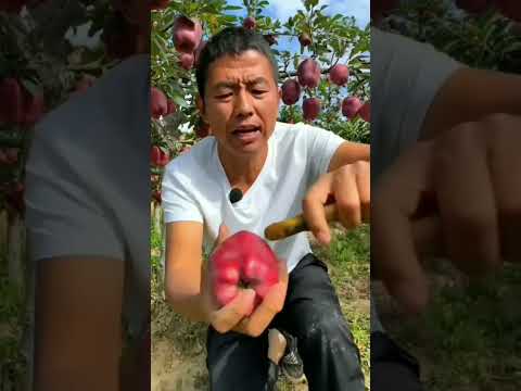 Video: Pohon apel liar: deskripsi tentang pohon dan buah-buahan. Apakah mungkin untuk mencangkok pohon apel liar