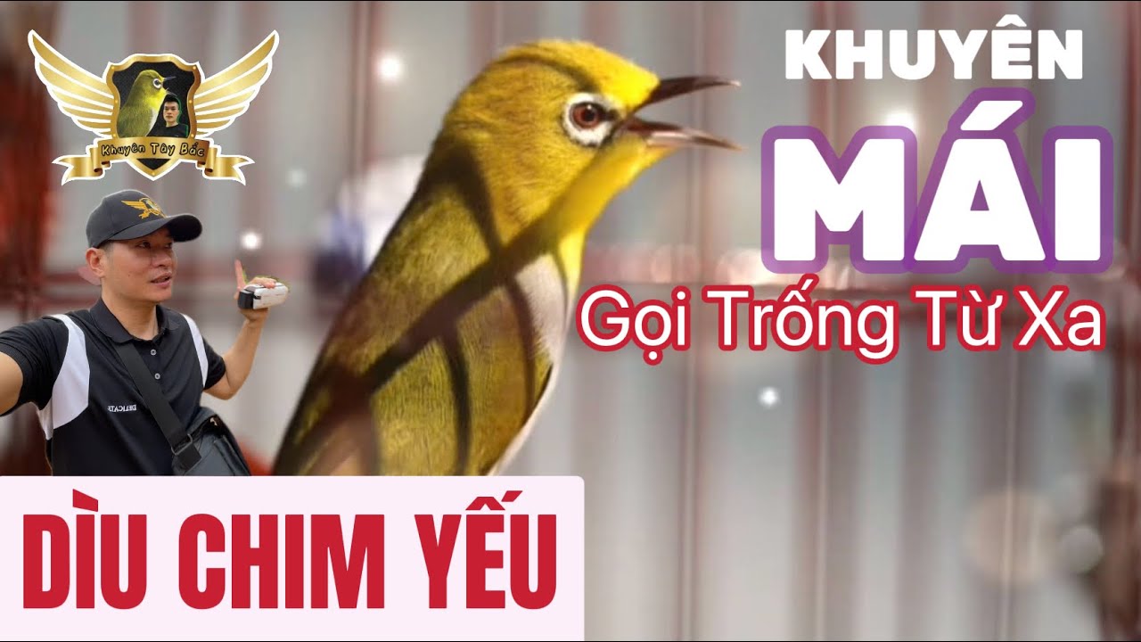 KHUYÊN MÁI THÚC LỬA MỖI NGÀY - FILE THI ĐẤU VÀ DÌU LỬA CHIM YẾU | KTB