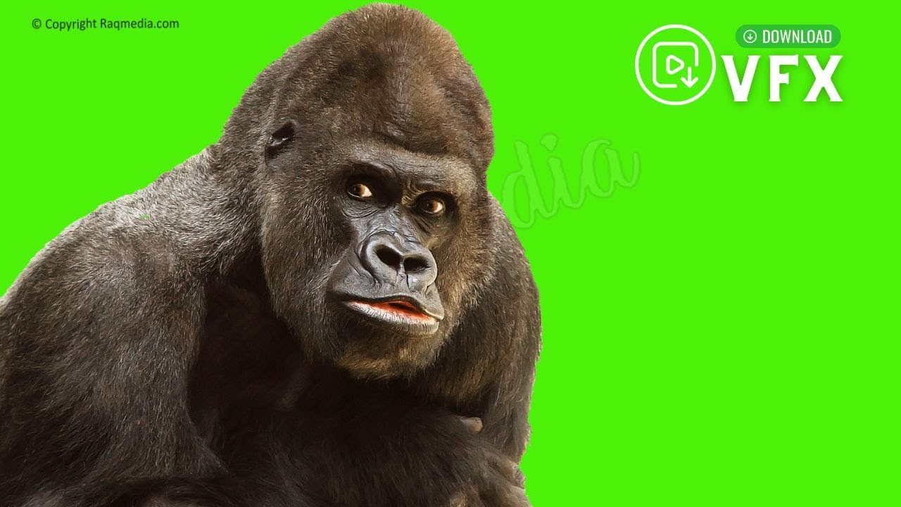 Gorilla Green Screen Apes Chroma Key Background Footage YouTube