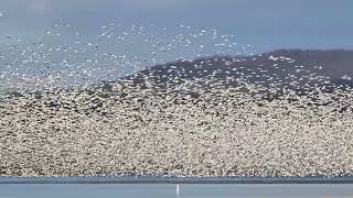 Snow Geese at Middle Creek Wildlife Area  1/30/2023