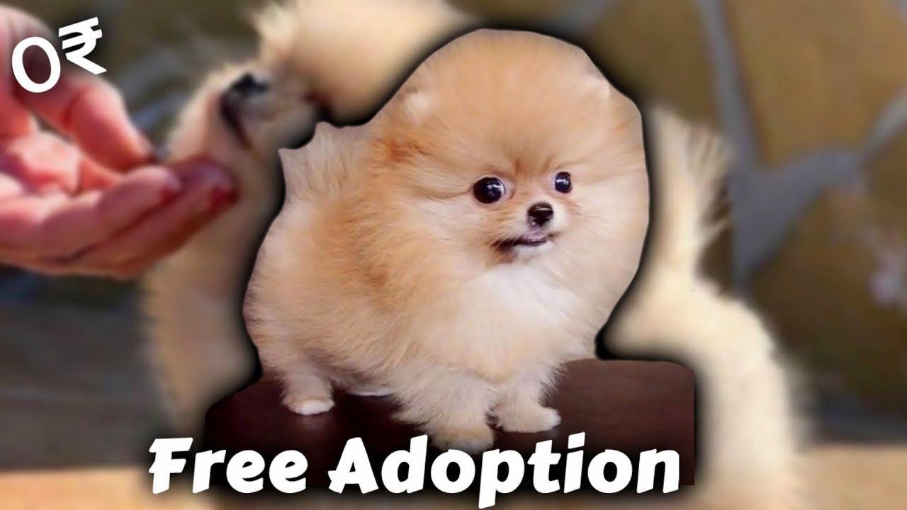 Free Pomeranian Puppy Pomeranian For Free Adoption Best Quality Free Pomeranian Puppy Pomeranian For Free Adoption Best Quality