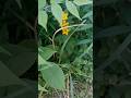 Yellow Loosestrife, a random stalk on the house edge. #yard #garden #nature #city