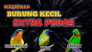 2 jam masteran BURUNG KECIL ekstra pedas kombinasi Kowul Kinoi Srindit full tembakan