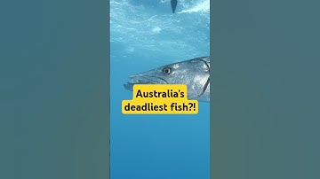 The Barracuda: The Ocean’s Ruthless Predator