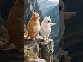 #cat #shorts #viral #video