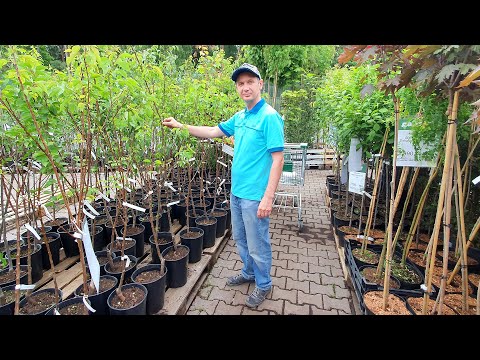 Video: Garden Center On The Moscow Highway 