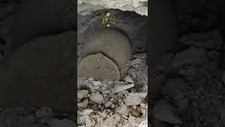 moments of extracting a treasure urn metaldetector treasurehunt treasurehunting detecting