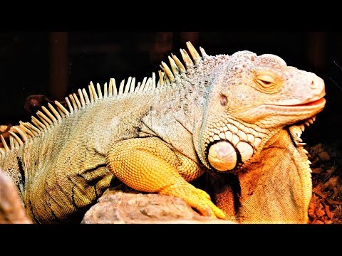 グリーンイグアナ （Iguana iguana）@オービィ横浜 - YouTube