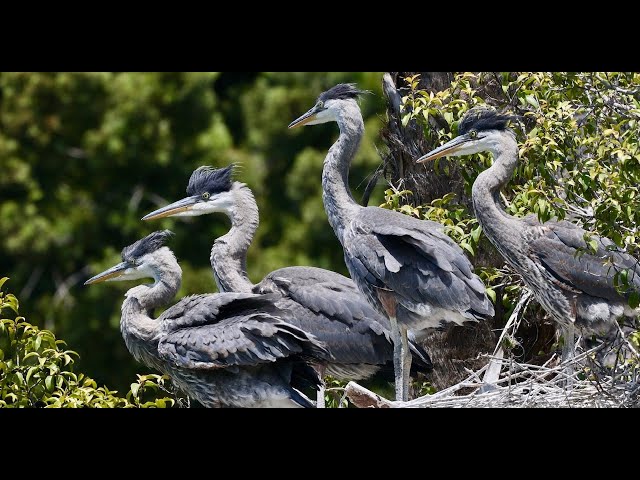 Great Blue Heron hunting Botta's Pocket Gophers in California class=