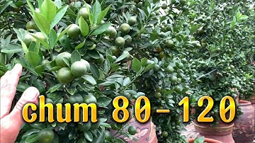 quất tết 2023 quất chum dù 80-100 lít giá quất tết, giá quất chum dù lh