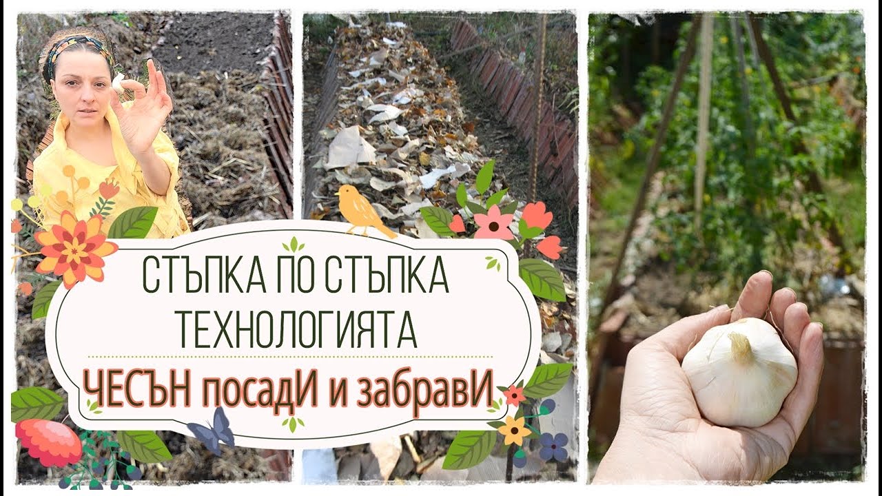 Стъпка по стъпка, предзимно засаждане на чесън по технологията 