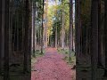Dreamy Forest Walk – Peaceful Woodland Ambience