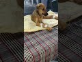 RESCUED THE BABY WITH SYMPTOMS OF PARVO SUFFERING IN STREETS