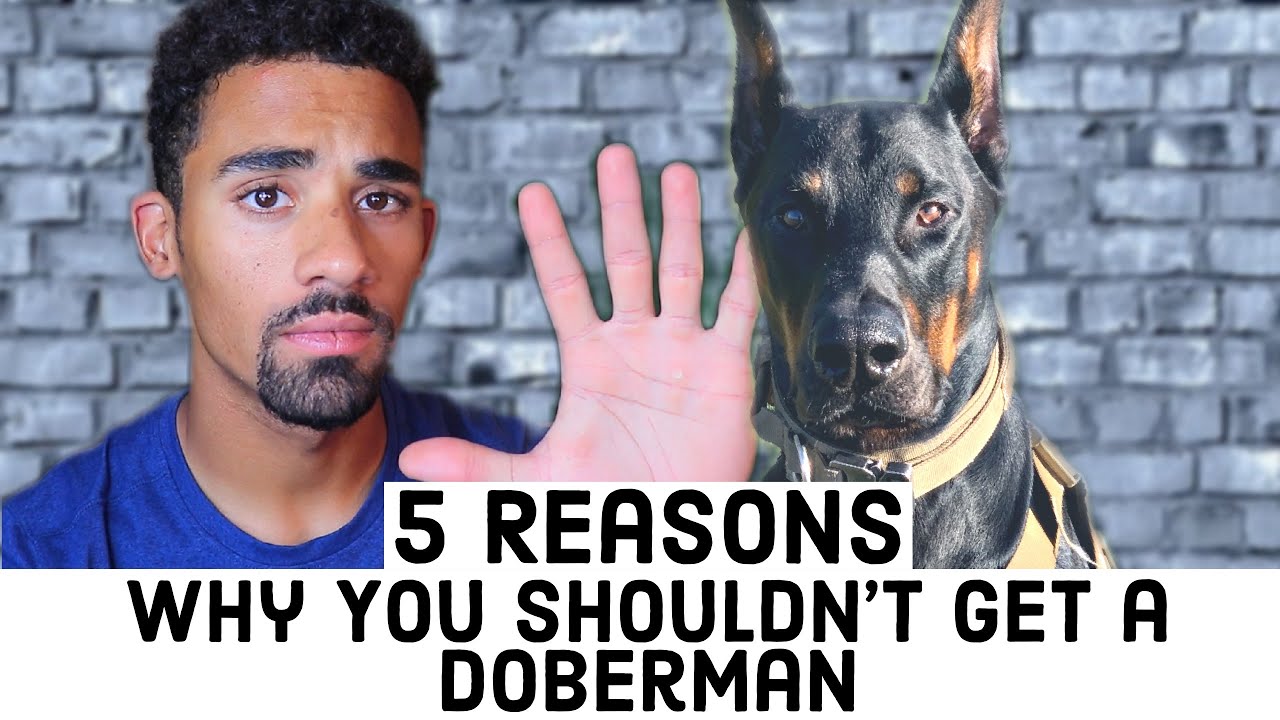 5 Reasons Why You Shouldn'T Get A Doberman