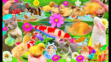 Khám phá thế giới các con vật dễ thương: Bắt Mèo, Cua, Rùa, Cá Koi, Cá Vàng, Thỏ, Vịt Con đáng yêu