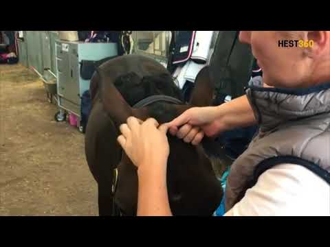 Video: Hestens hale - hva bruker den til?