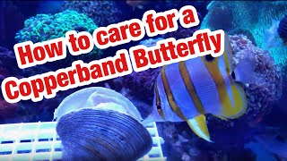 How to Care for a Copperband Butterfly : Saltwater Aquarium/ReefTank Fish