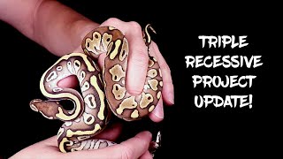 Update on my Triple Recessive Ball Python Project! (Super Long Term Project!)