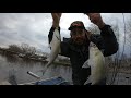 cómo pescar en condiciones extremas white bass y walleyes