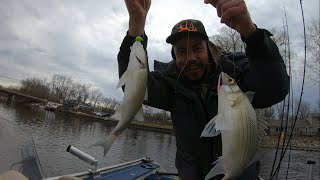 cómo pescar en condiciones extremas white bass y walleyes