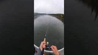 МУЖИК не ожидал такого улова #bear #fishing #fish #prank #trap #funny #meme #прикол #мем #медведь
